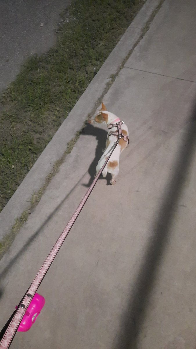 MariAlexGH's tweet photo. Una paseada #PinkyChihuahua https://t.co/sT8sATjnXH