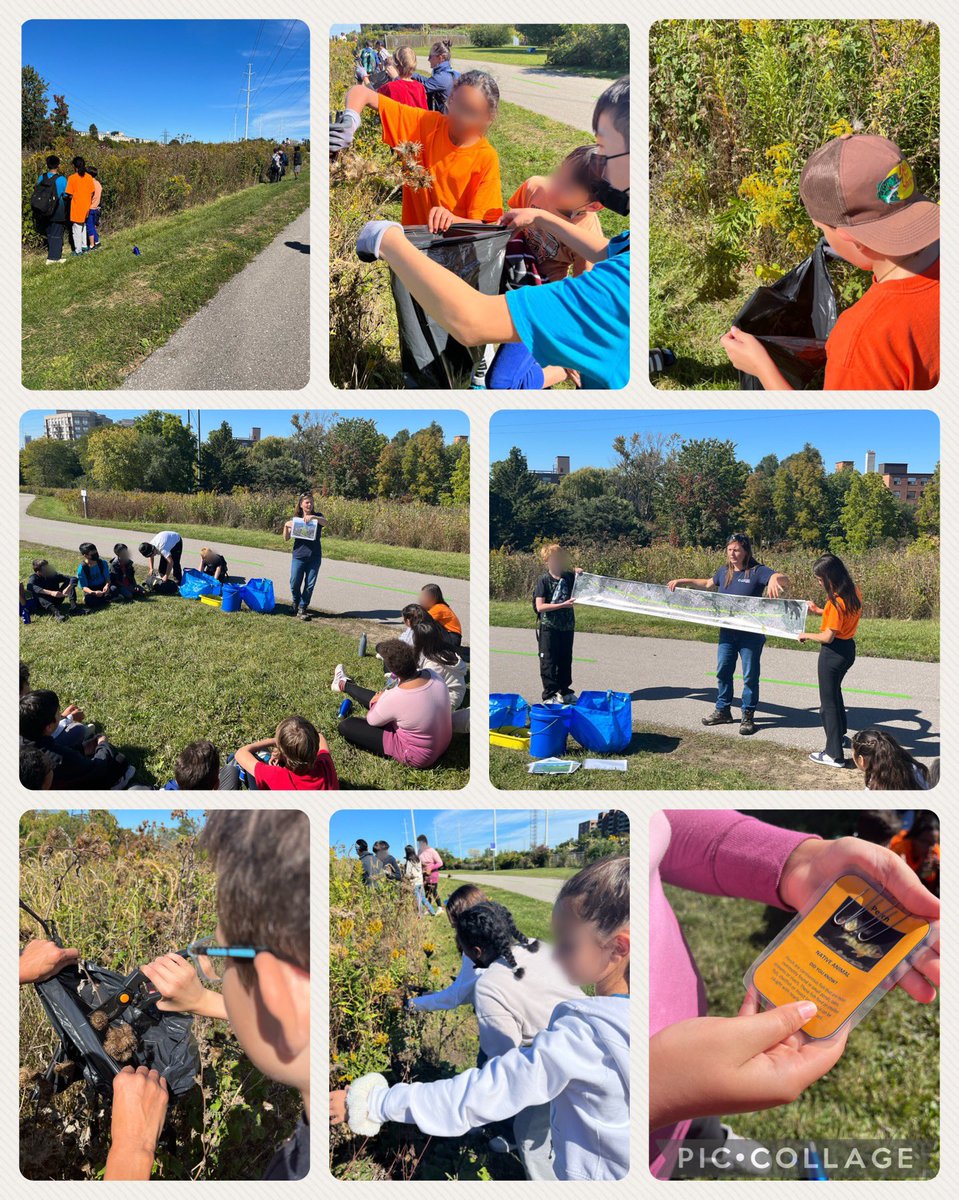 MsFotopoulos's tweet photo. Students in 7ABC were environmental stewards today as they safely removed and disposed of the #invasivespecies Burdock seed heads from The Meadoway. TY @TD_Canada Friends of the Environment Foundation for the bursary through the @TRCA_HQ. #theory2practice @GABrownMS_TDSB https://t.co/TifDQ21wVv