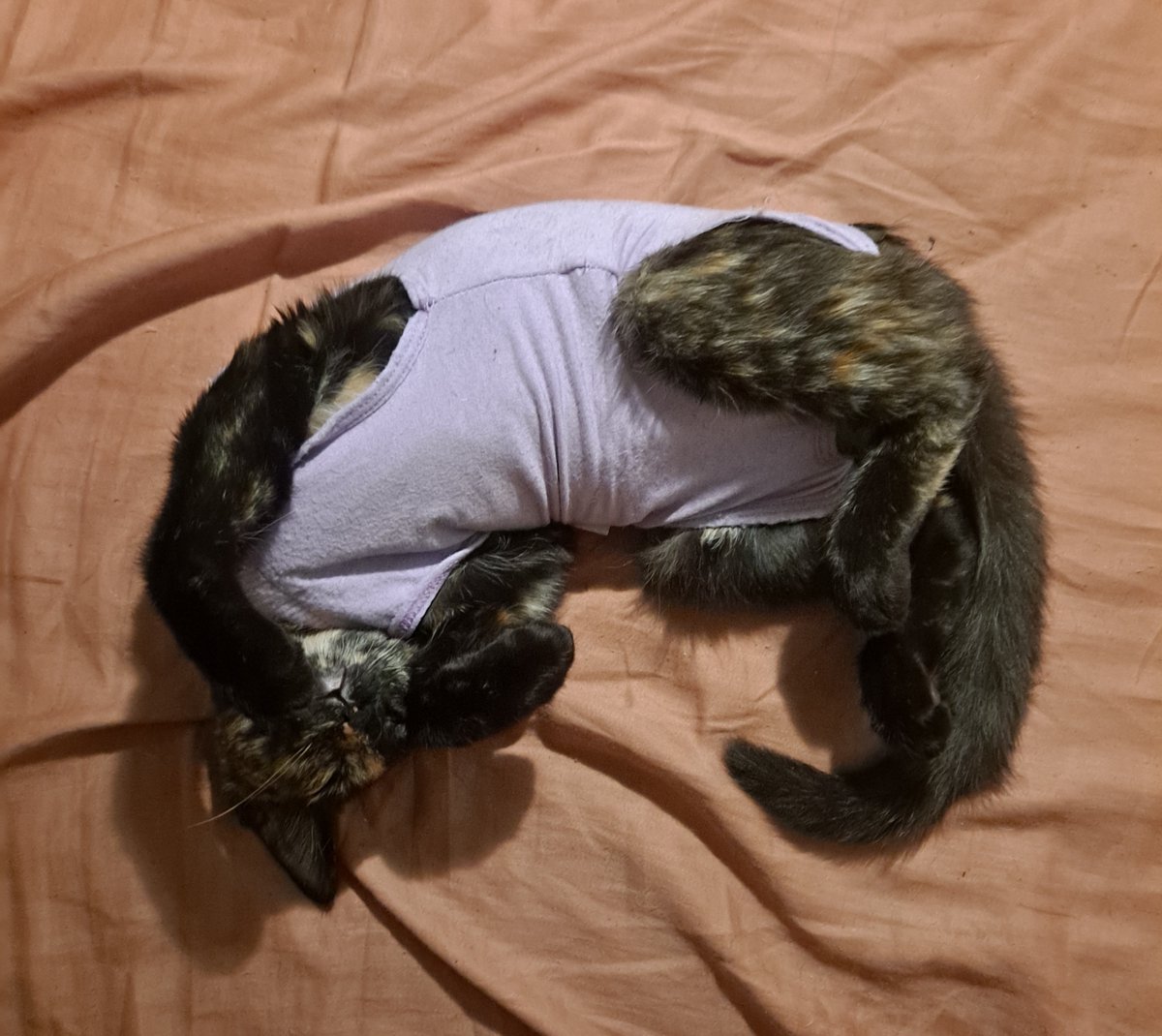 pissonacopcar's tweet photo. I'd like to introduce all of you(literally no one) to my daughter, Opal Bean.
and as I proud catmom, I just had to share my new bundle of joy with you.
#OpalBean #newbaby #proudmom ##mydaughterisbetterthanyourdaughter
#catmom #CatsRuleEverythingAroundMe #CREAM https://t.co/zyAysooX5Z