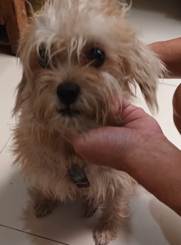 olyolliee's tweet photo. Twitter do your magic!!! di temukan anjing di kawasan Puri Gading, Bekasi.. kondisi kagetan n takut, please kindly dm me if you're the owner 😊 
bantu retweet yaaa,tengsss. https://t.co/d1wEkqi5CV