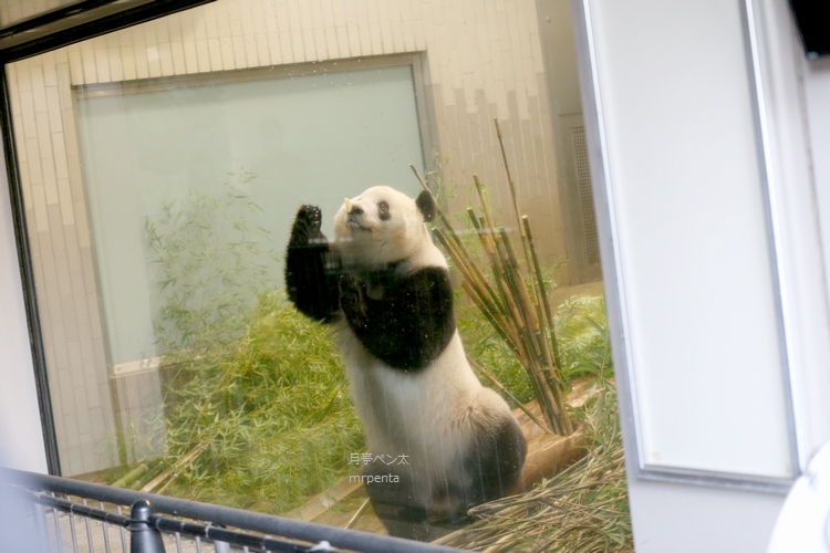 mrpenta1's tweet photo. #シャンシャン 2022.09.30 上野動物園 #日本うすぼんやり協会 https://t.co/q6ddt2KAih