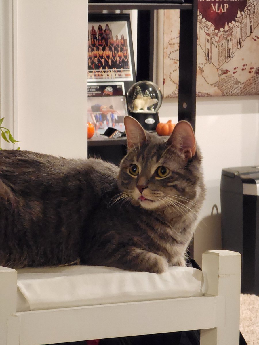 BeanBleps's tweet photo. blep https://t.co/drANOZHdU9