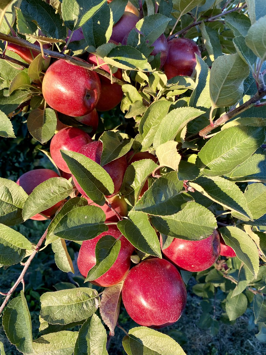 Reserve to guarantee entry.  We’re in prime apple picking season!  Admis. is $6/p.

Picking Cortland, Mac, Jonagold, Golden, Ambrosia, Creston, Macoun, Empire, Red Delicious plus pre-picked Honeycrisp available. 

Pumpkin patch is open!Hazelnuts start Oct 3rd.
#dixieorchards