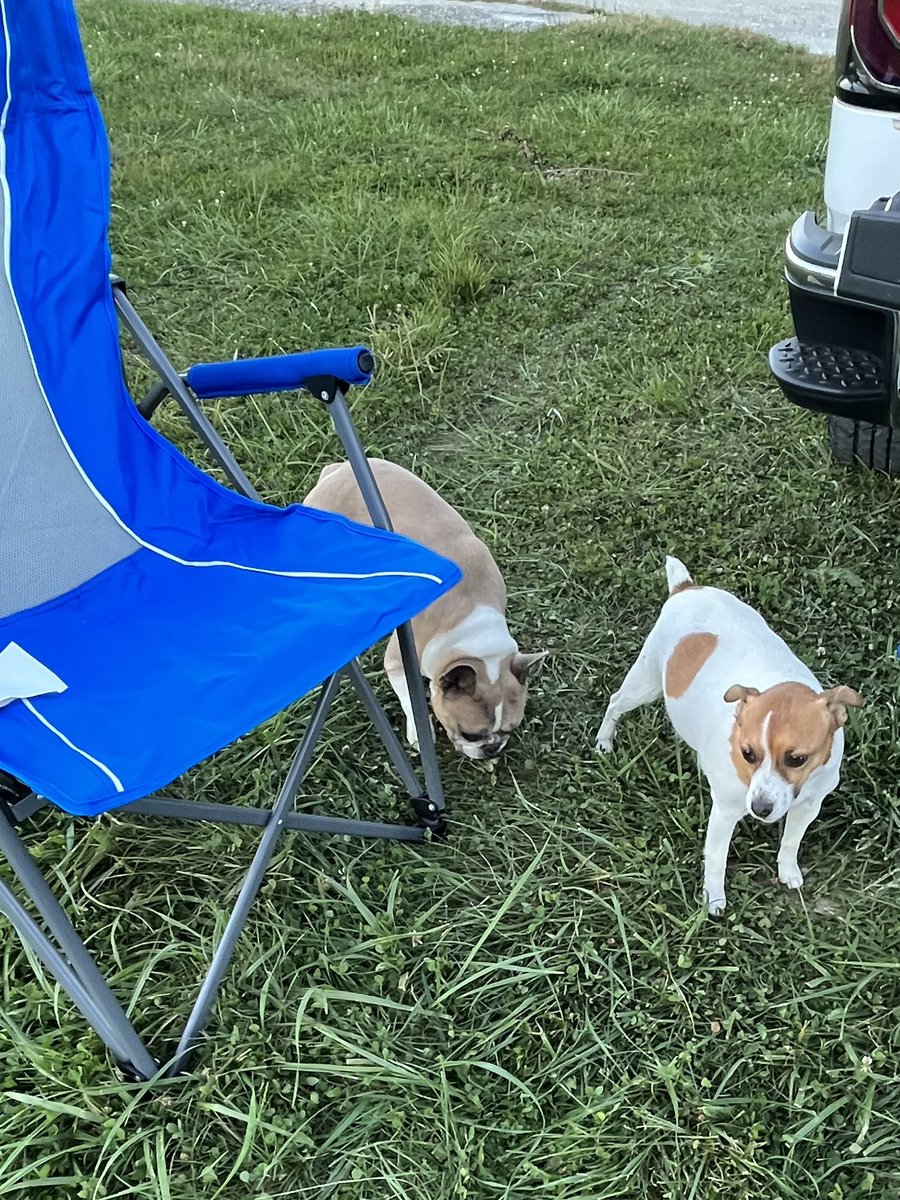 INDStateRex's tweet image. Edith and Tucker enjoying a pup picnic after wrapping up their first week of doggy vacay in the Haute. #HauteHounds