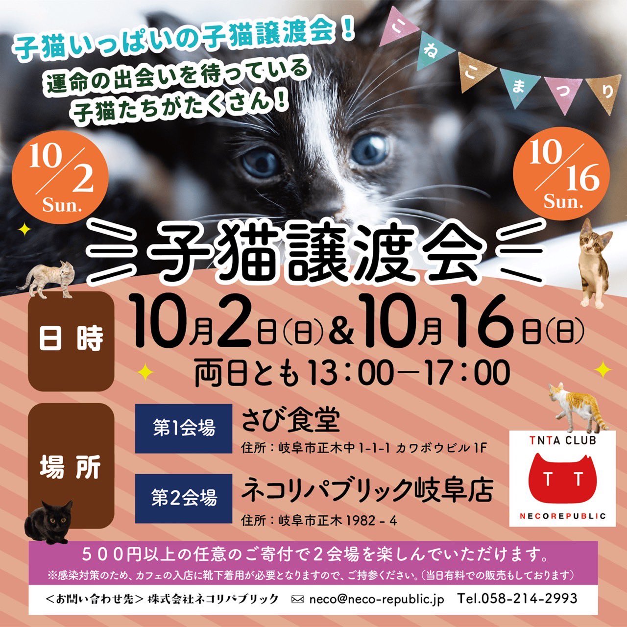 保護猫カフェ ネコリパブリック岐阜店 公式 Necorepublic Twitter