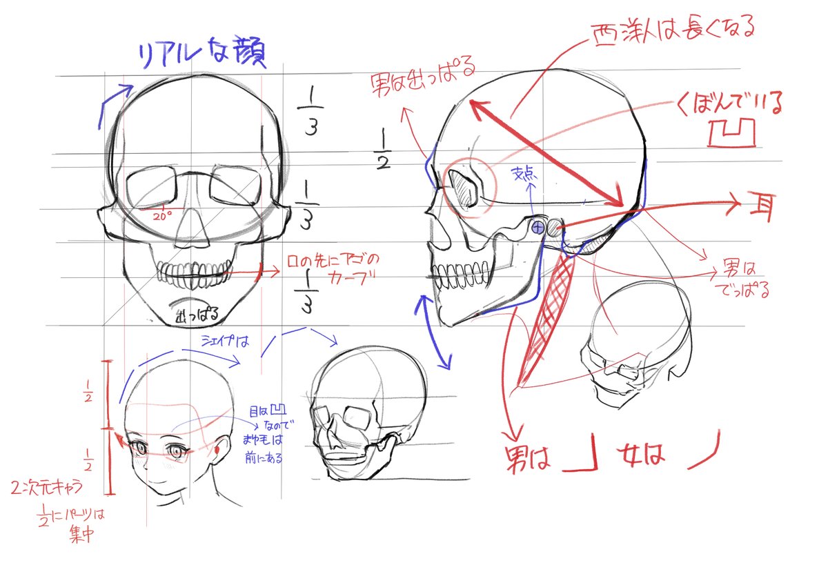 3つ勉はじまるまでアナトミーの勉強。
今日のソッカ先生の講義は頭部と顔面の骨格について。
よくヘンテコな位置にパーツ配置しちゃうので、理屈がわかってると改善されると期待して。 