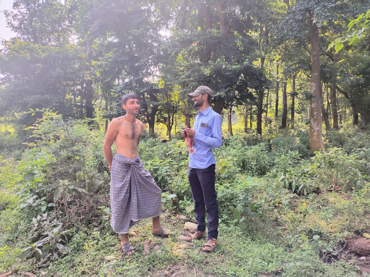 Ilse Köhler-Rollefson (@ilsekohler) on Twitter photo As <a href="/AmeerForest/">Ameer Hamja Van Gujjar</a> explains here, when they were evicted from their customary alpine grazing areas & needed new feed resources, the elders decided to let the buffaloes forage on a particular stand of trees during the day &brought them back to the area to be regenerated at night 2/3 As <a href="/AmeerForest/">Ameer Hamja Van Gujjar</a> explains here, when they were evicted from their customary alpine grazing areas & needed new feed resources, the elders decided to let the buffaloes forage on a particular stand of trees during the day &brought them back to the area to be regenerated at night 2/3