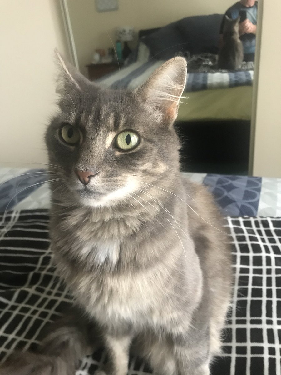 <a href="/NatoroNeko/">Neko</a> Twins?