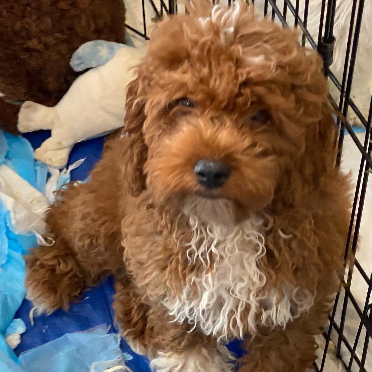 SCARNYorg's tweet photo. FOSTERS NEEDED!!!

We currently have 3 male cockapoos (Jed, Boomer, and Max) that in need of fosters. If you or someone you know are interested in fostering please fill out our foster application on our website. 🐾��️ https://t.co/zRhooK2lfo