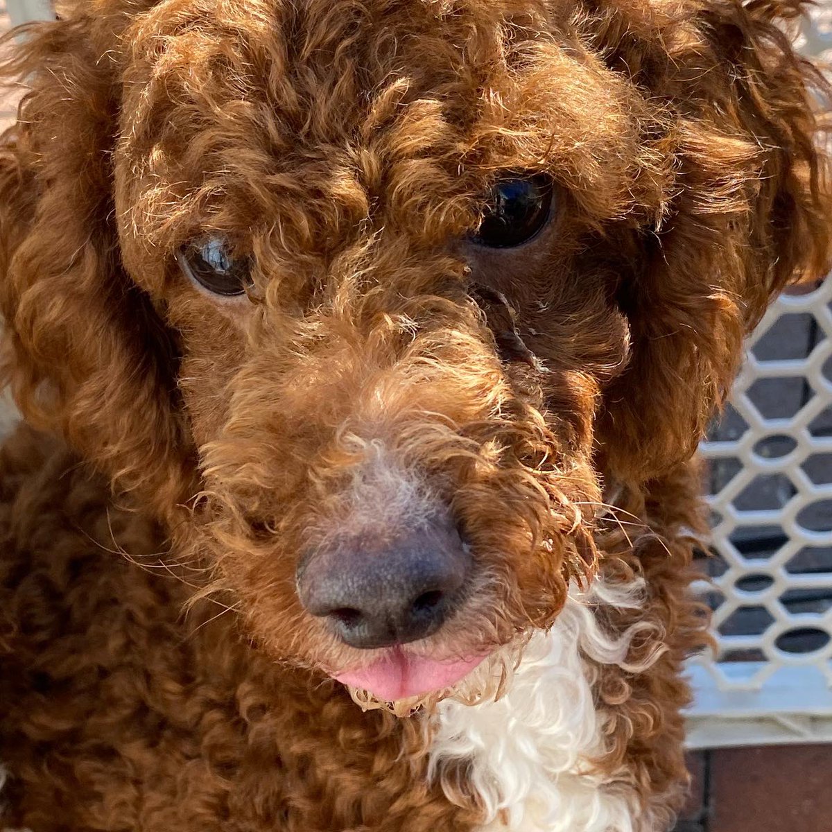 SCARNYorg's tweet photo. FOSTERS NEEDED!!!

We currently have 3 male cockapoos (Jed, Boomer, and Max) that in need of fosters. If you or someone you know are interested in fostering please fill out our foster application on our website. 🐾��️ https://t.co/zRhooK2lfo