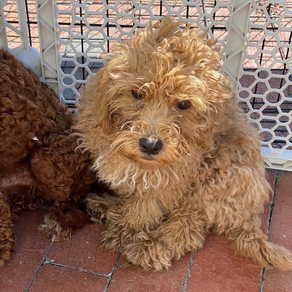 SCARNYorg's tweet photo. FOSTERS NEEDED!!!

We currently have 3 male cockapoos (Jed, Boomer, and Max) that in need of fosters. If you or someone you know are interested in fostering please fill out our foster application on our website. 🐾��️ https://t.co/zRhooK2lfo