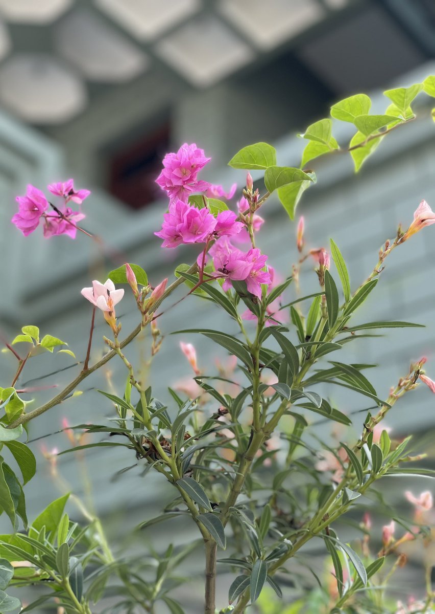 gsushma55's tweet image. सुनो .. 

.. October की कोहरे वाली पहली ग़ुलाबी सहर तुम्हें मुबारक .. 

.. और तुम्हारी मोहब्बत की यादों में लिपटी बेशुमार यादें, मुझे मुबारक .. 

#Sush_Click!💖