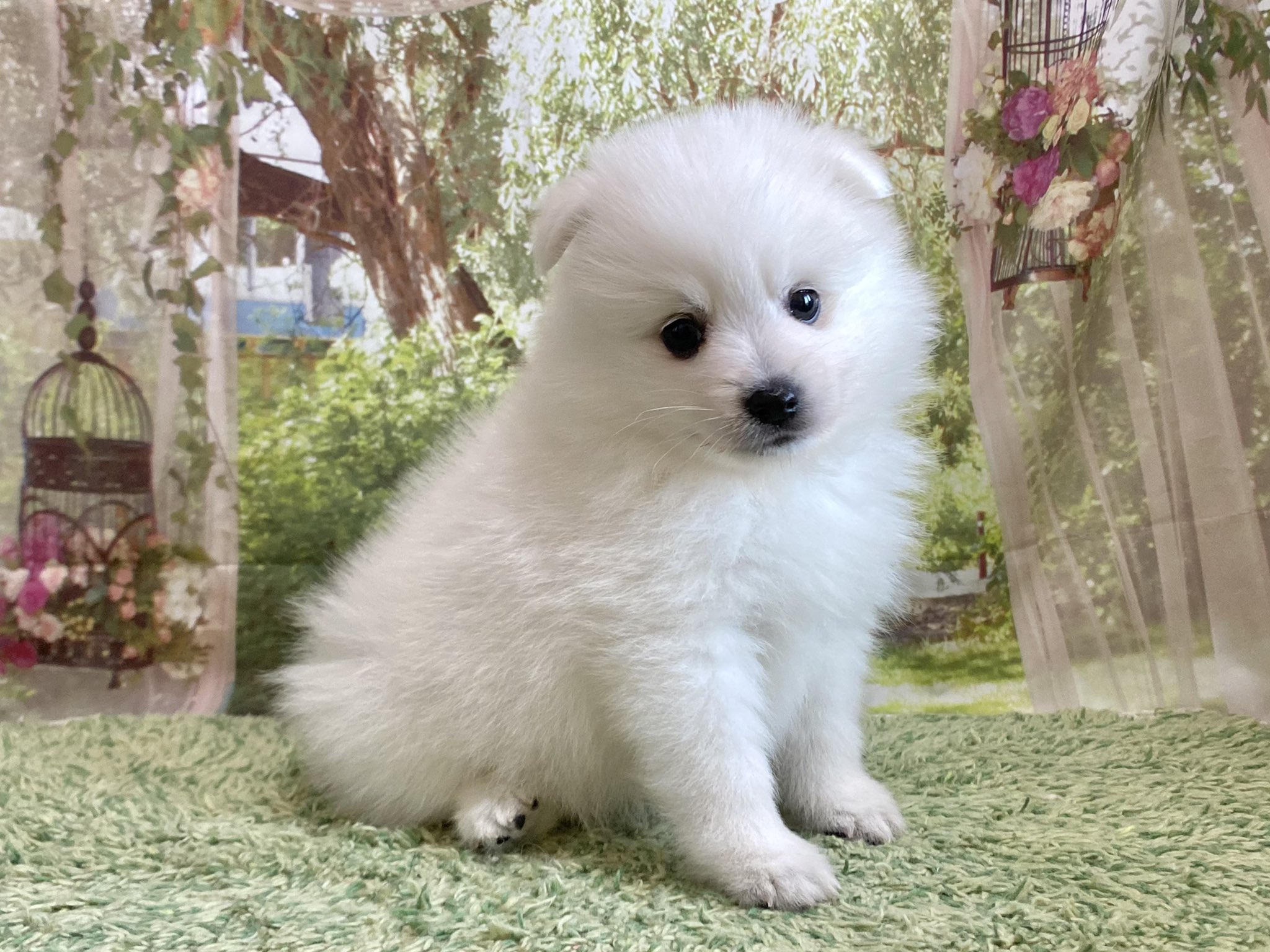 White Lab 日本スピッツブリーダー R Whitelab Twitter