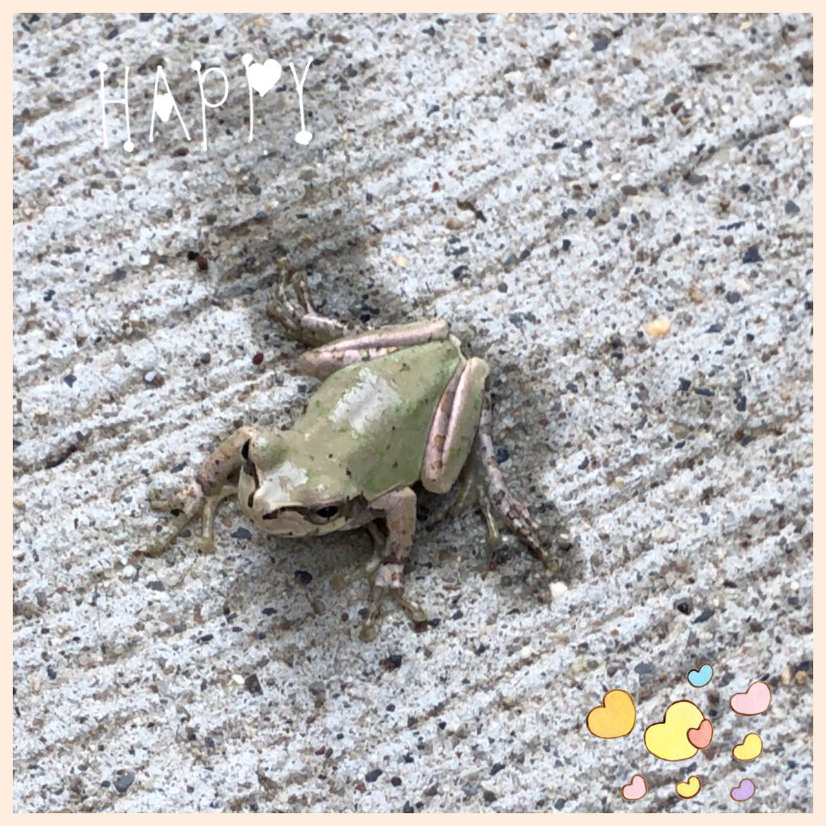 mika654's tweet photo. 白いアマガエル？ https://t.co/jDOCIhxAx1