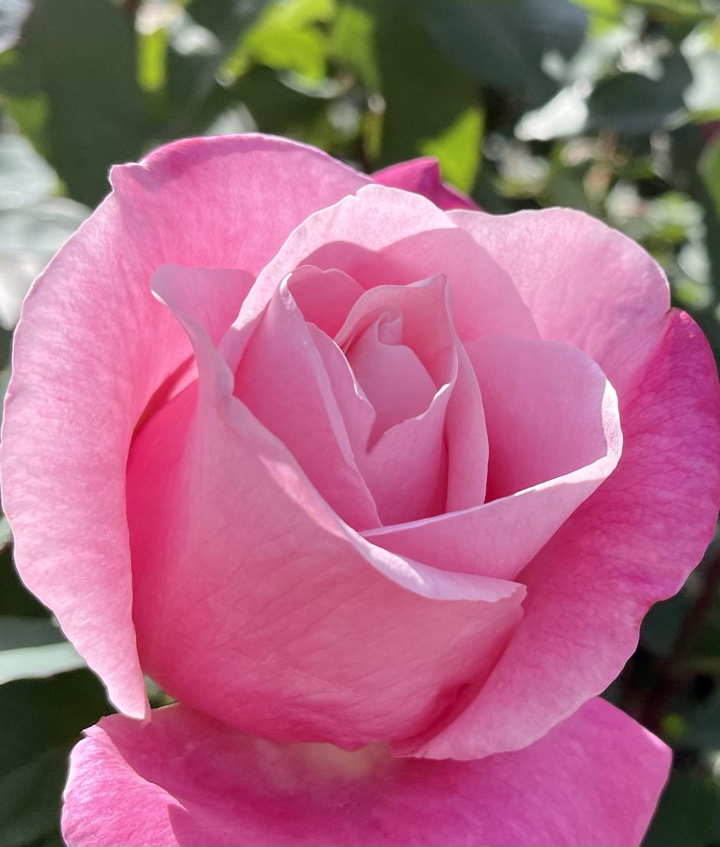 薔薇は「ベルナールビュッフェ」🌹
( Rose  Bernard Buffet )

素敵な午後を🌹🍀🌿
Have a peaceful and 
Good Afternoon for all with love ♪ 

#roses
#BernardBuffet
#Healing #flowers
#gardening
#花写真
#TLを花でいっぱいにしよう