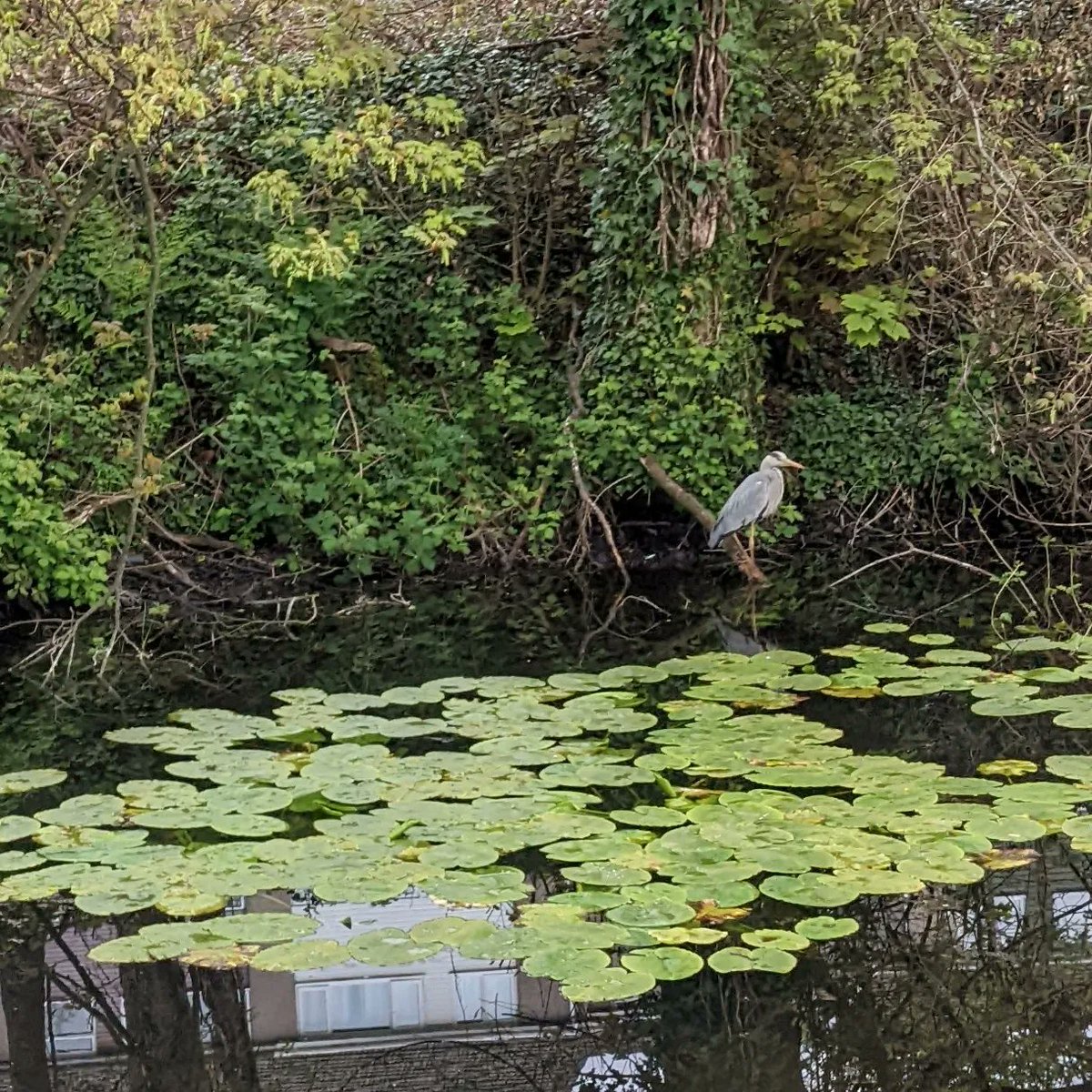 IckleGeek's tweet photo. @CanalRiverTrust He joins me on about 80% of my runs along the river between Risca and 14 Locks. (Sometimes the a kingfisher too) https://t.co/AqEpQzFRoR