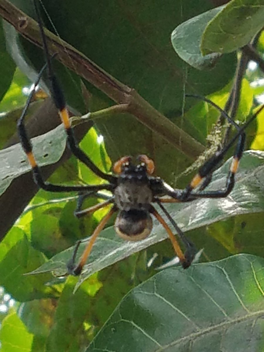morrisko290's tweet photo. So poisonous https://t.co/sIJ82WhBHh