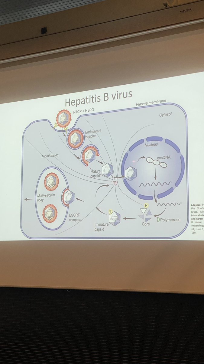 czech_ms's tweet photo. Starting now with a Martin Hubálek’s talk about Proteomic Analysis of Hepatitis B Virus 🦠 Martin is currently working at @IOCBPrague on various exciting projects in the field of #proteomics
#cmsc22 #viruses @ProteomicsCZ https://t.co/AgVcQqTUiM
