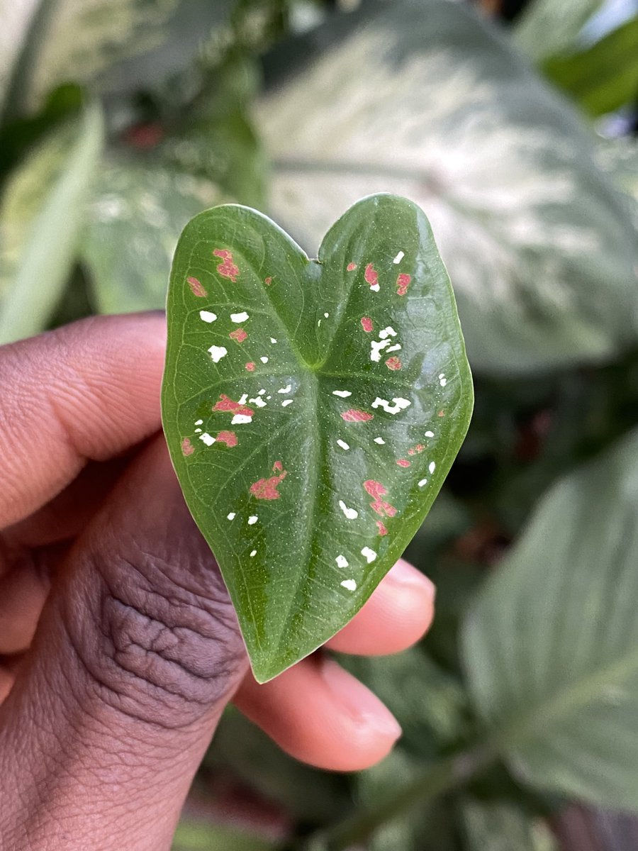 ChubaEzeks's tweet photo. Creativity is life ☘️

Creativity is love ❤️ 

#GospelofNature #FrameworkofIntention https://t.co/5DlQdEHnLE
