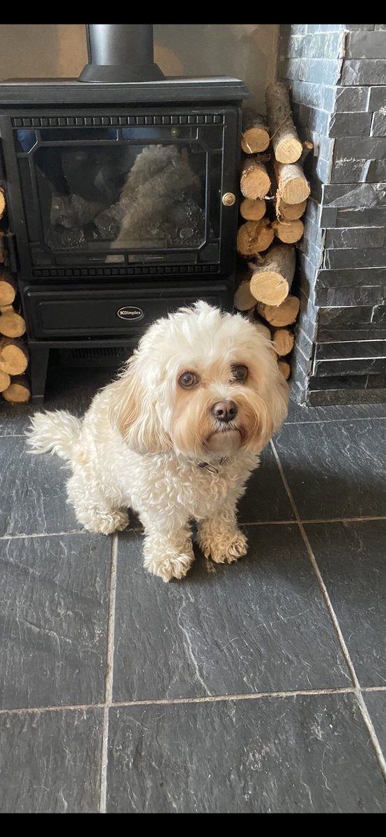 head2019's tweet photo. Happy 4th ‘gotcha day’ to our furry member of the Racemeadow team. https://t.co/lBQh5fr3hu