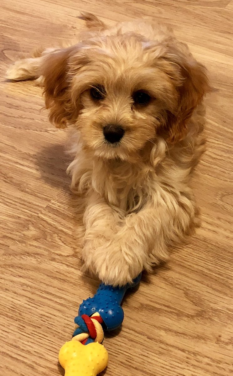 head2019's tweet photo. Happy 4th ‘gotcha day’ to our furry member of the Racemeadow team. https://t.co/lBQh5fr3hu