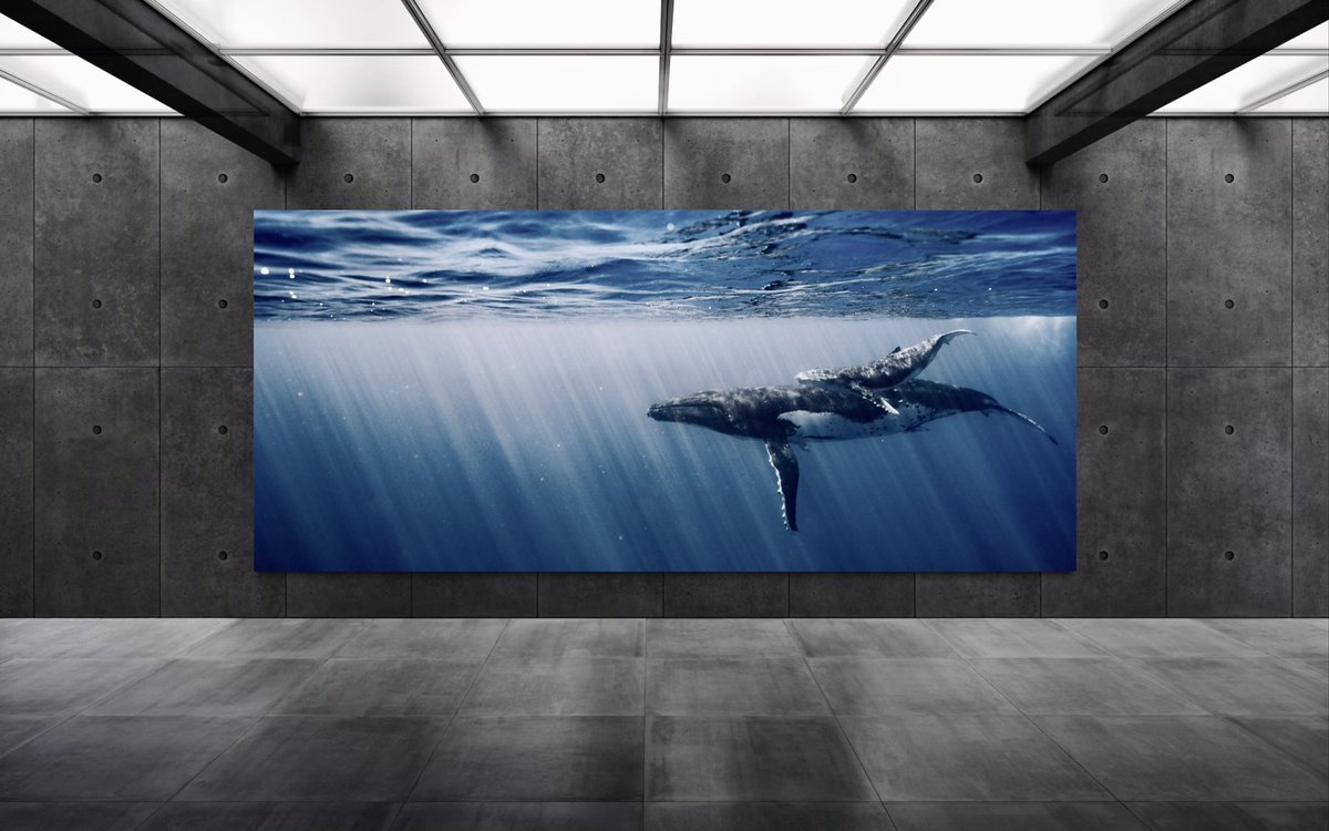 GM frens 

I am still in Tahiti, and unable to respond to dms as they aren’t loading over this islands Wi-Fi and I am have been busy photographing whales, sharks, stingrays, dolphins, etc all day.

I cannot wait to share moments from this tropical paradise with you soon!
💙