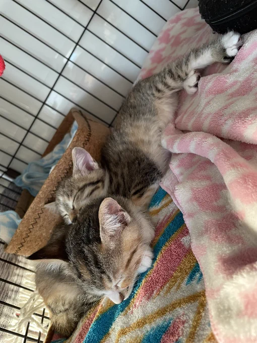 おちびちゃん 
