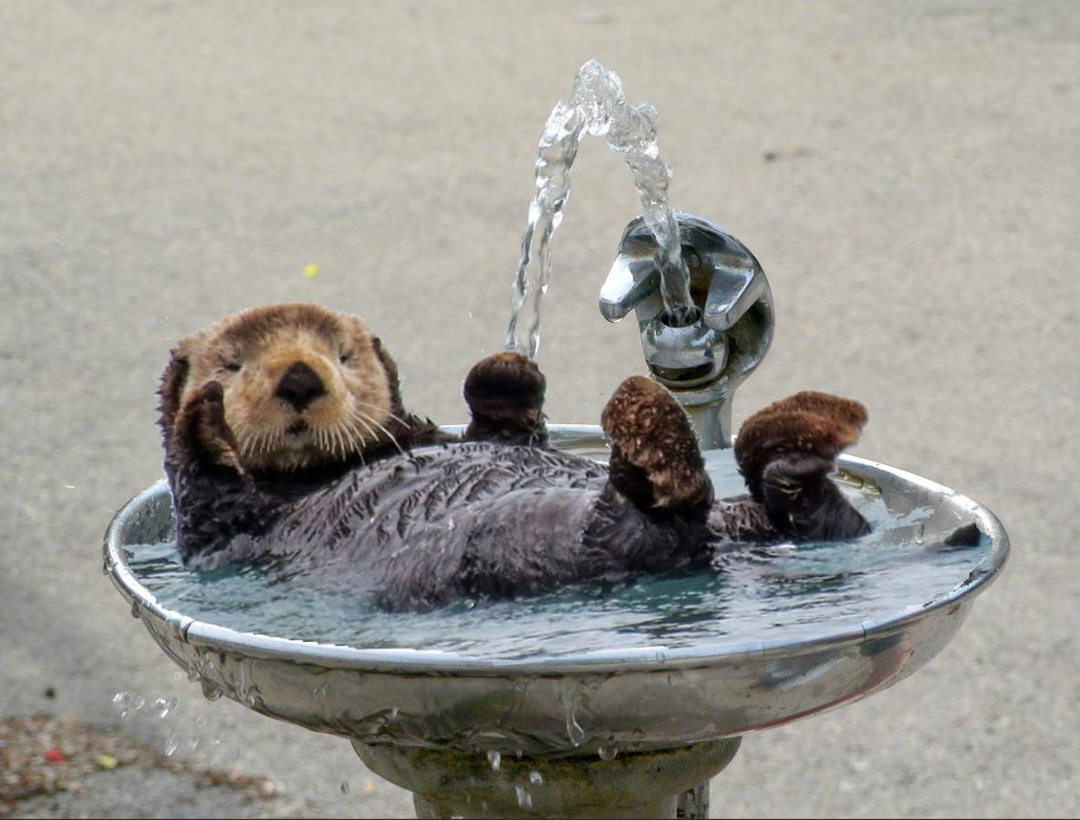 foundmyself55's tweet photo. For anyone that needs a boost this morning, here is an otter enjoying a bath and loving life! Wishing everyone a positive Saturday whether you create content or purchase it #femdom #findom #swthread #positivity https://t.co/GQ3y8i6w4e