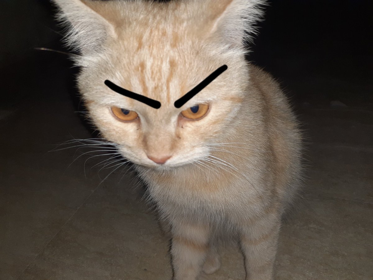 aurorabloomhey's tweet photo. @SpeedNintendo2 Mad cat https://t.co/1OuJx7U8vM