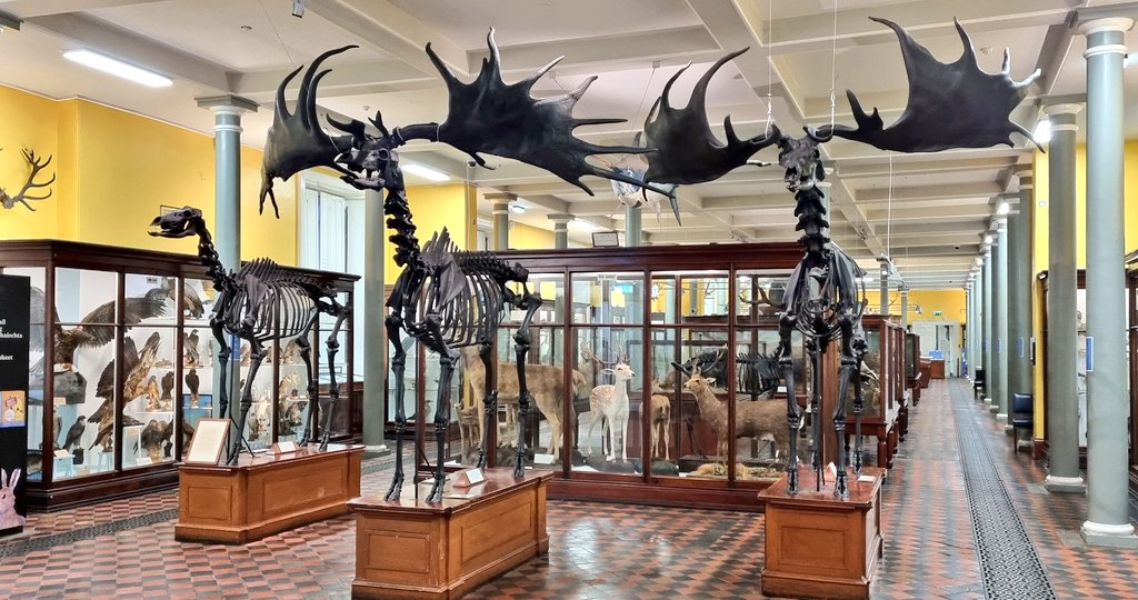 Dublin's Dead Zoo tweet media
