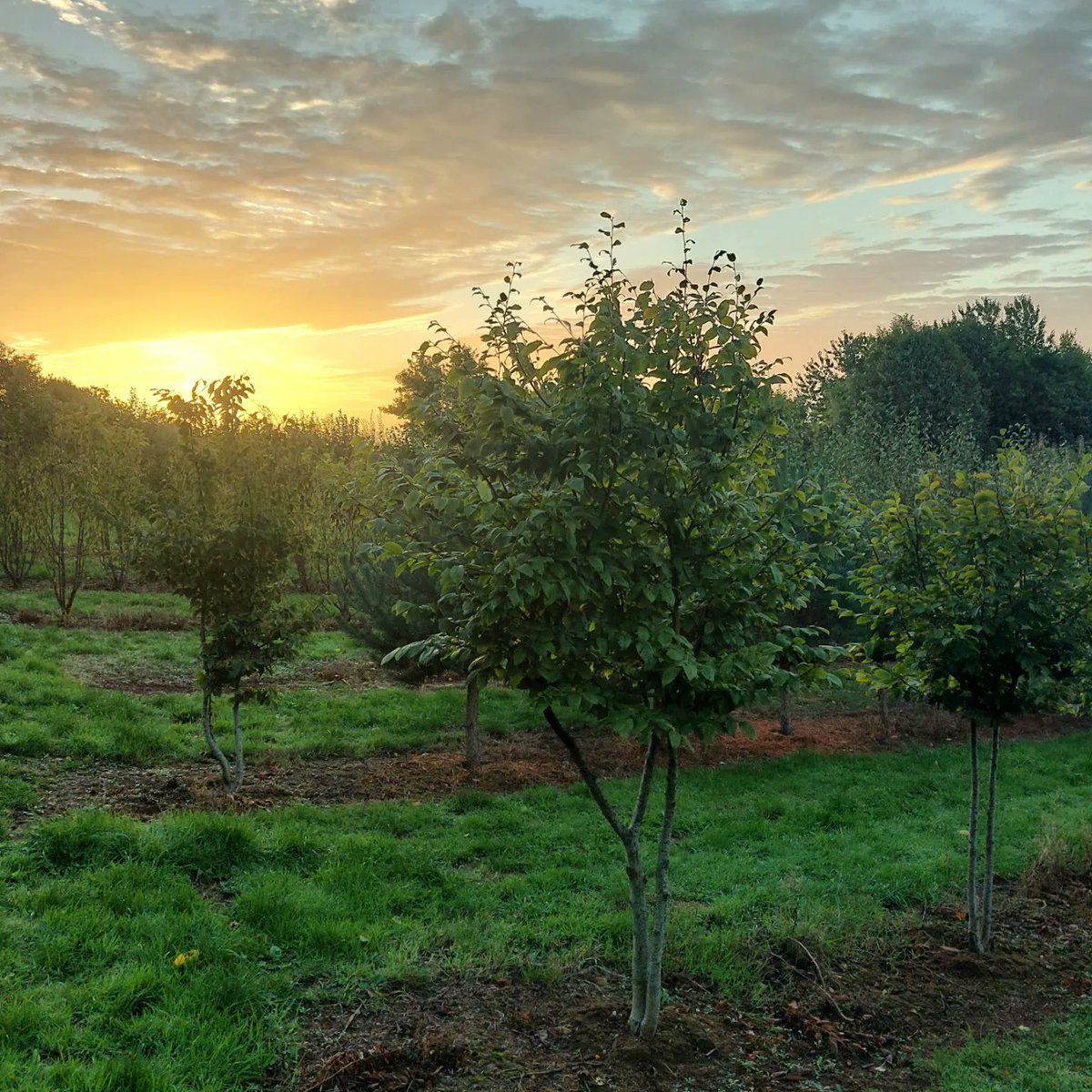 NewWoodTrees's tweet photo. Early morning in one of our fields with a very special veteran Oak in the corner - the matriarch of the nursery 💚 #ukgrown #hiddenlifeoftrees https://t.co/tUSMjX7toL