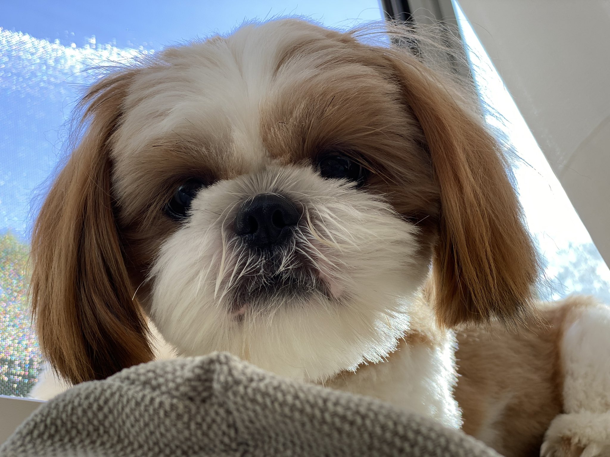 可愛い犬 Twitter Search Twitter