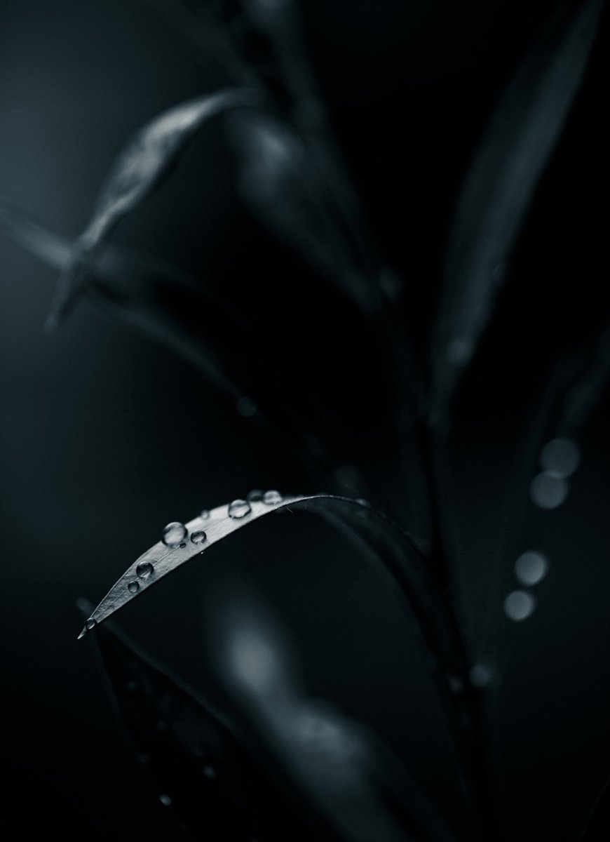 metalman_mick's tweet photo. After the rain. 

#nature #water #waterdroplets #waterdrops #rain #raindrops #moody #macro #macrophotography #ThePhotoHour @MacroHour https://t.co/0pZQgBtv9o