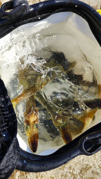 カマスが釣れる 