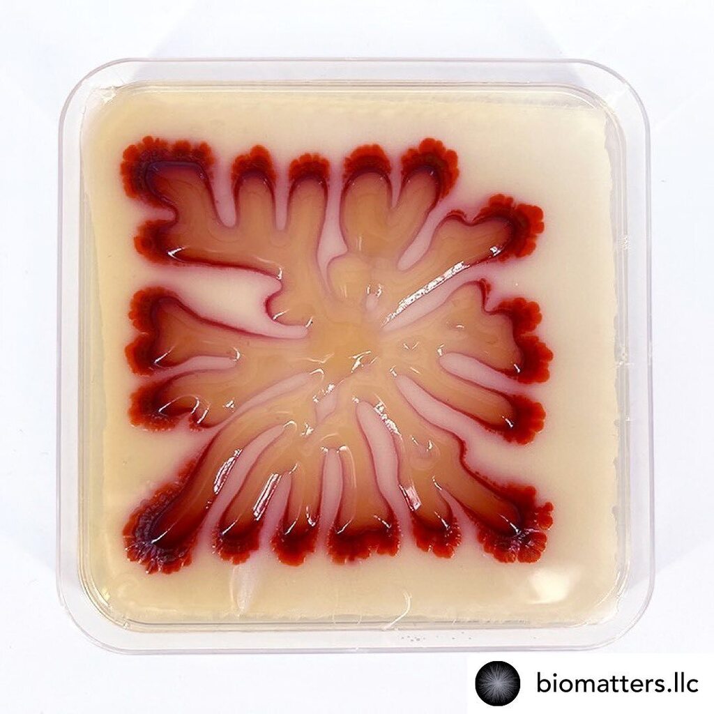 3dheals's tweet photo. #repost @biomatters.llc @biomatters.llc 3Dprinting biopigments
#bacteria #pigments #pigment #biocolor #livingink #biologicalmedia #bacterialogy #microbiology #organisms #livingorganisms #growth #biomaterials #biological #bioprint #bioprinting #biofabrication #biocomputation … https://t.co/KfIrblelEp
