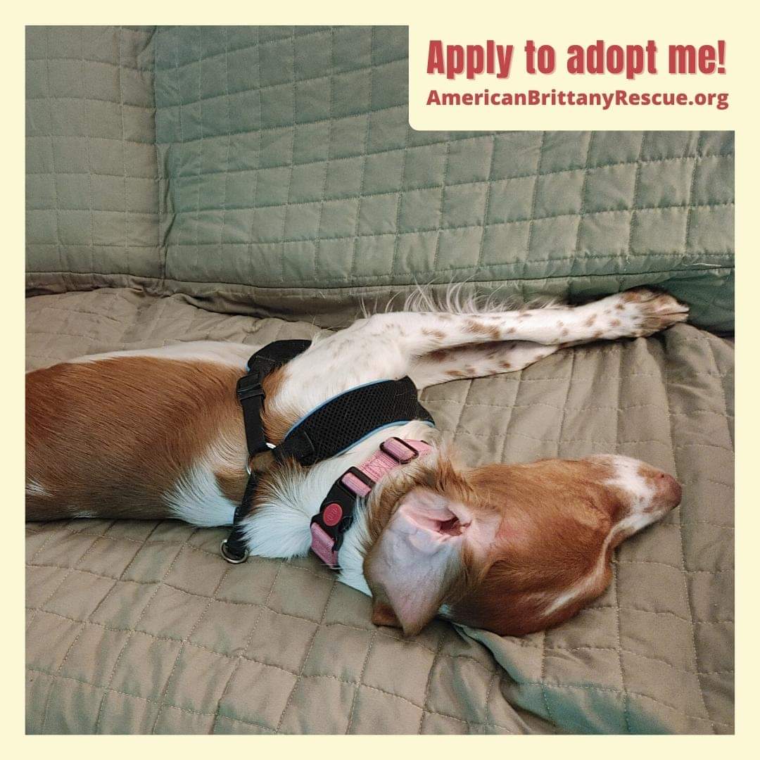 ⭐ ADOPT SKY! ⭐ I’m a playful, loving girl hoping for an active family to love me for life. I’m quite affectionate 🥰 and very smart! 
 
Things I LOVE:
⚡ Being in on the action
💗 Being with my people
🧩 Learning new things &amp; being mentally challenged...m.facebook.com/story.php?stor…