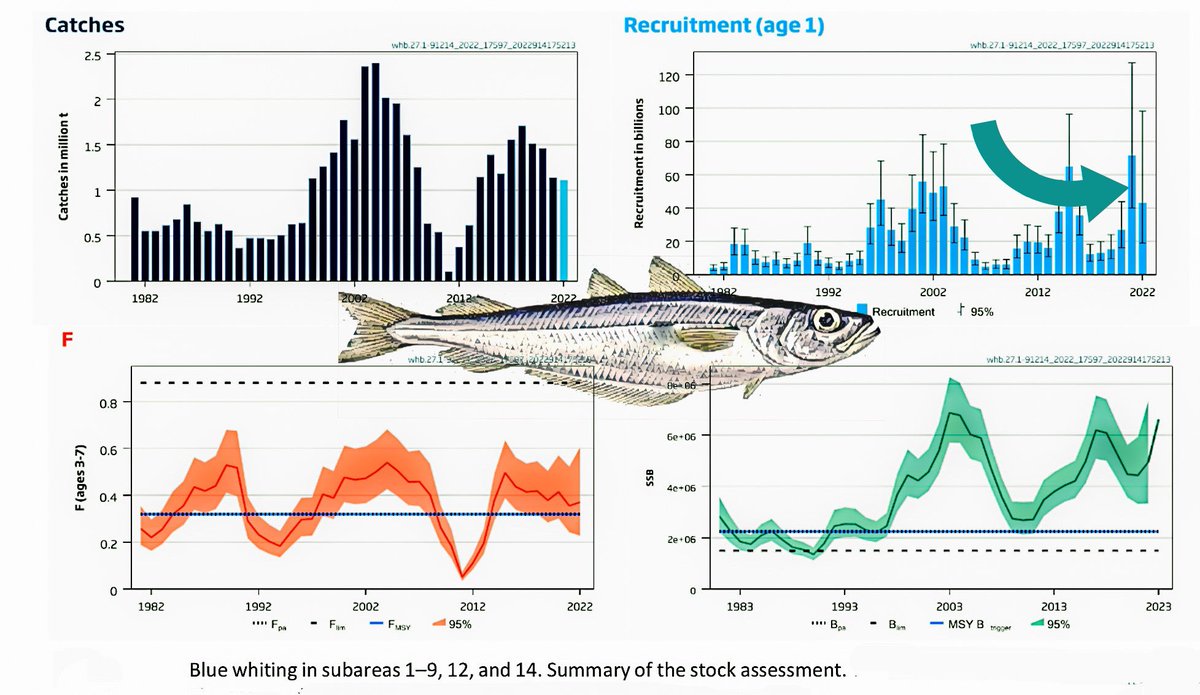 Wow- new year class for Blue whiting in the Atlantic! Strongest year class in last 40 years - new assessment &amp; forecast from <a href="/ICES_ASC/">ICES</a> doi.org/10.17895/ices.… It will impact ecosystem dynamics &amp; fisheries