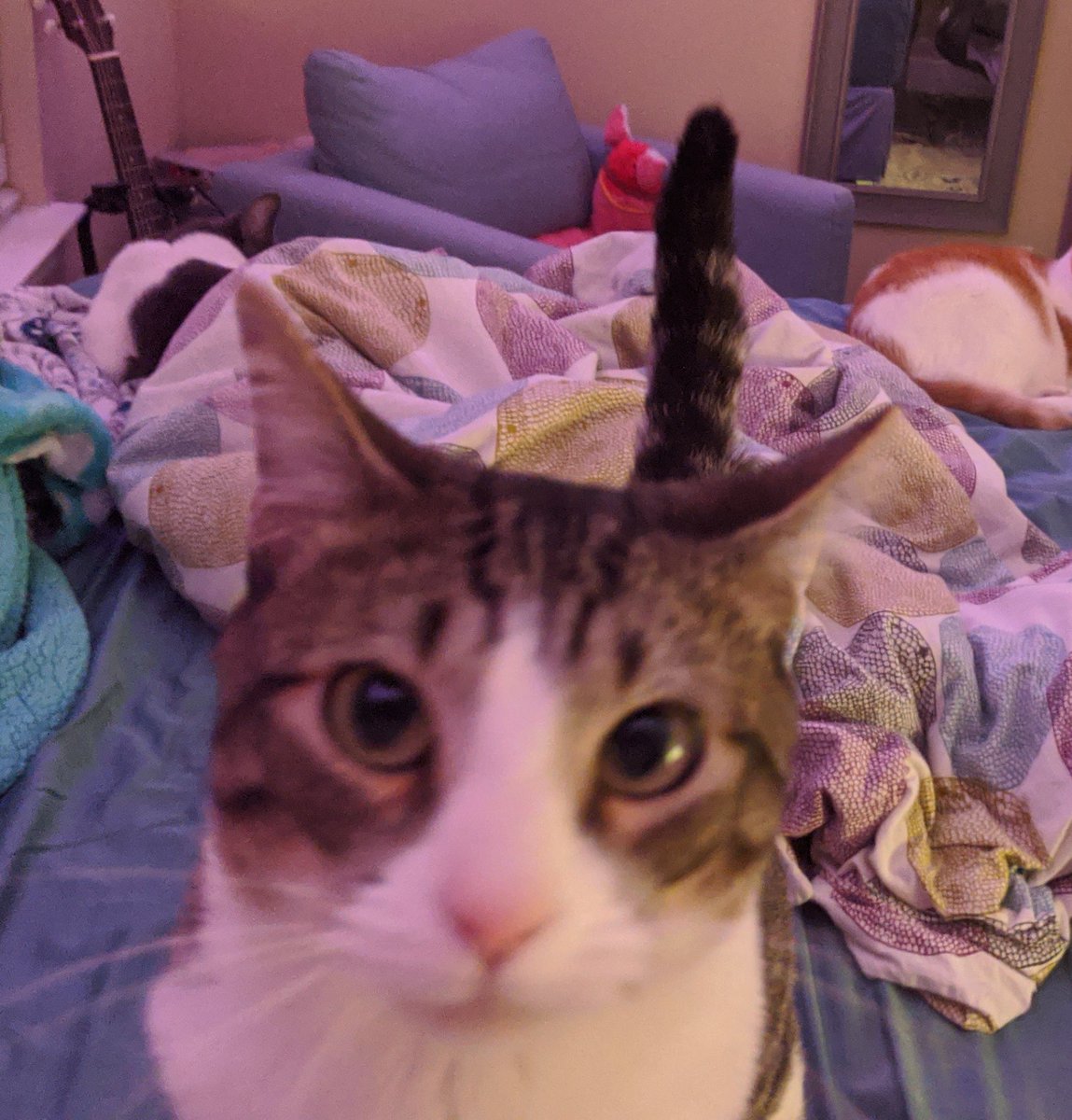 wormfungi's tweet photo. @TweetsOfCats here’s one of my cat https://t.co/J9taF7Soox