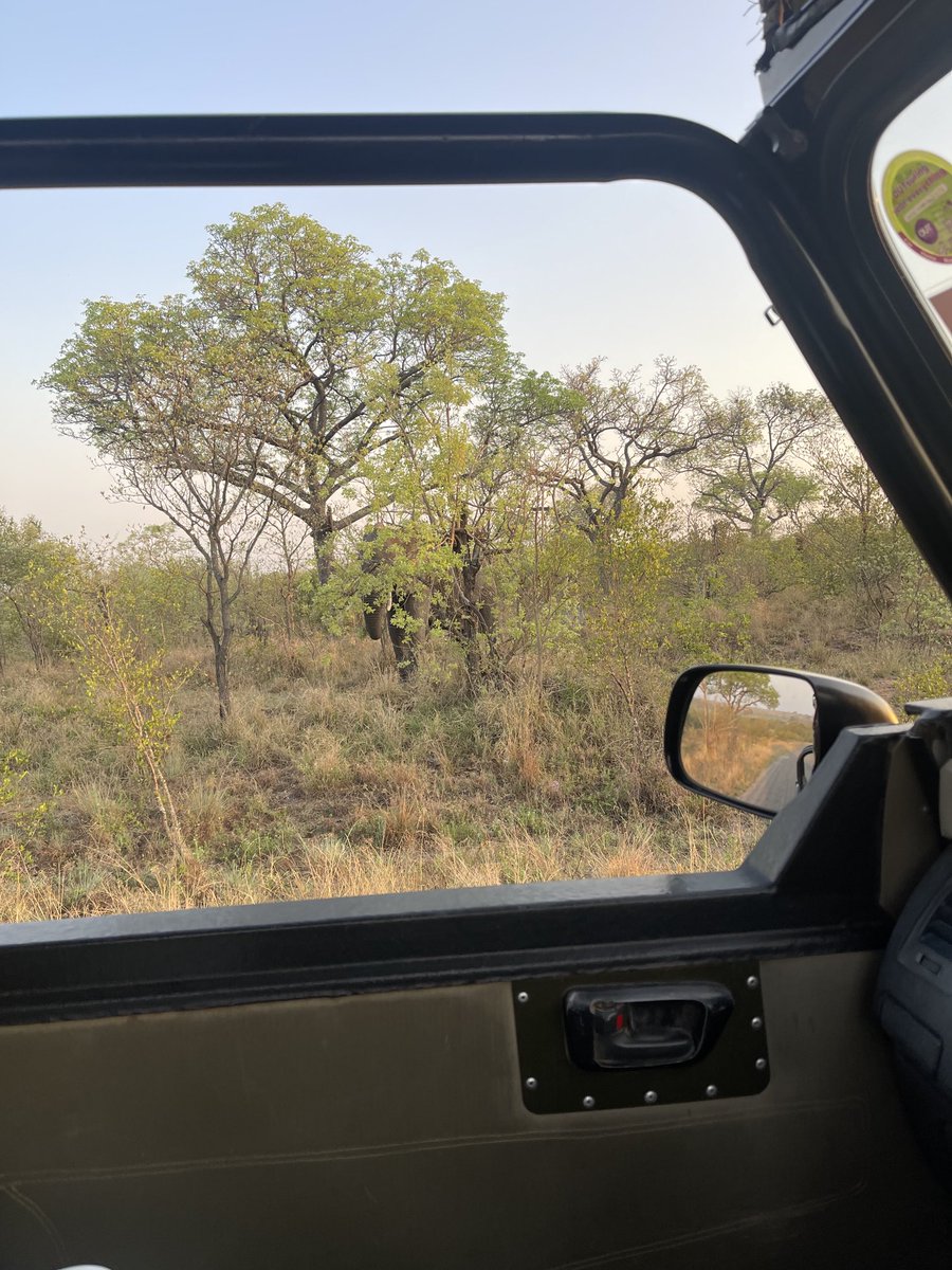 EdwardthembaSa's tweet photo. What animal do you see here? https://t.co/7EJ0xcK5VL