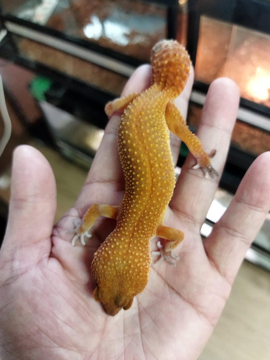 HappyGrow2021's tweet photo. マーシャルフェレット

レオパ（ブラッドハイポタンジェリン）

スキニー（アルビノ）耳と鼻がスモークw

その他

19000円 https://t.co/jbiaR9mLzQ
