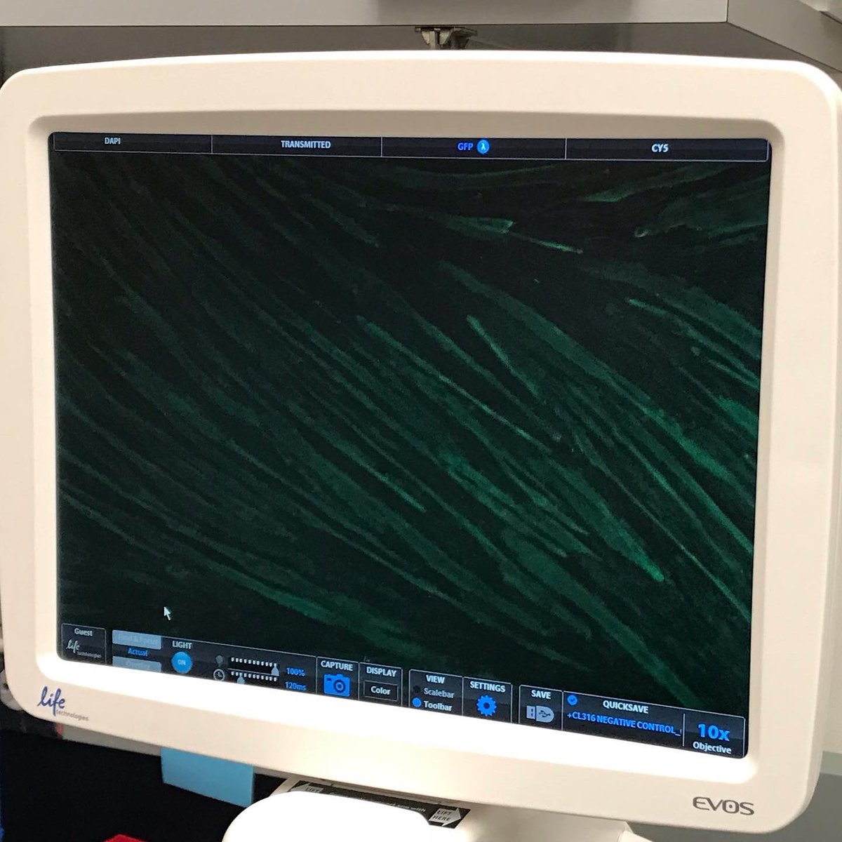 Maiko Morotani tweet media