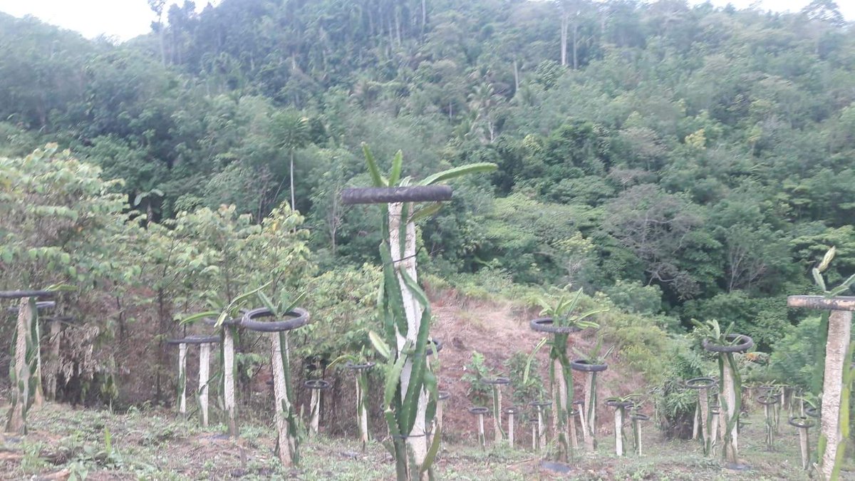 Laging mahirap ang simula,  pero masarap na sa pakiramdam kapag may harvest na.......