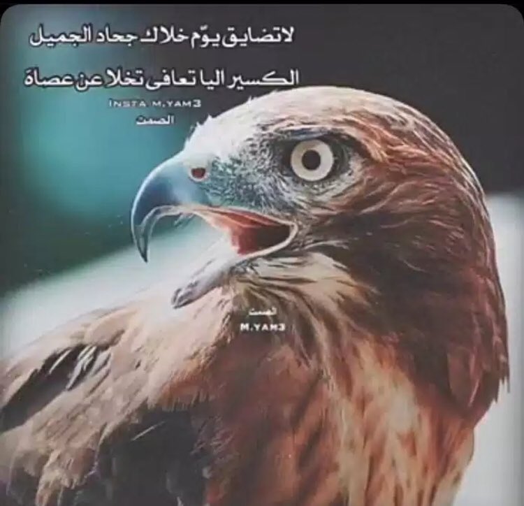 ldhafeeri's tweet photo. صباح الخير❤️🌹 https://t.co/o9EcaG19aH