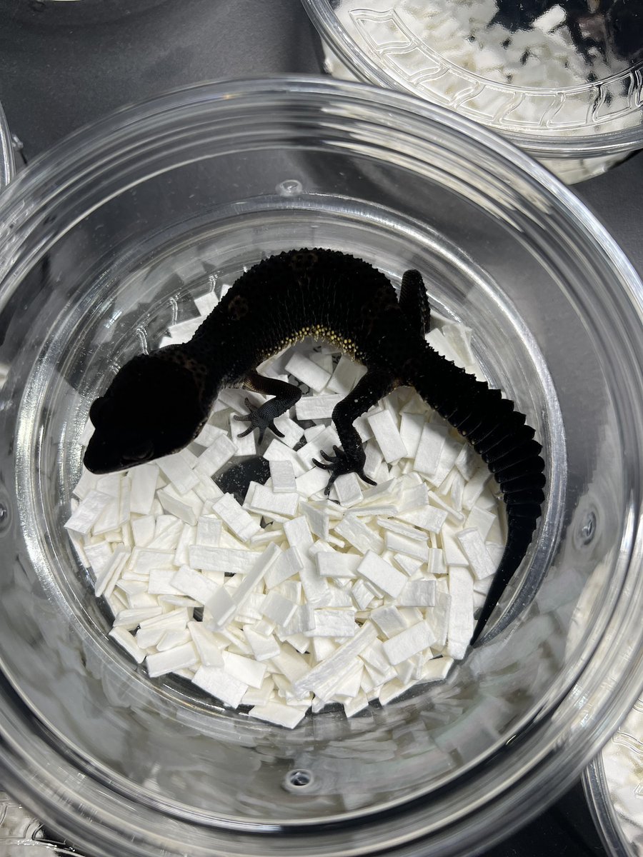 StarGecko_kr's tweet photo. 22 BN patternless Available right now in Korea Reptile Show

#leopardgecko #blacknight #レオパードゲッコ #ブラックナイト #パターンレス分譲中 https://t.co/pQQ3CQzO8R
