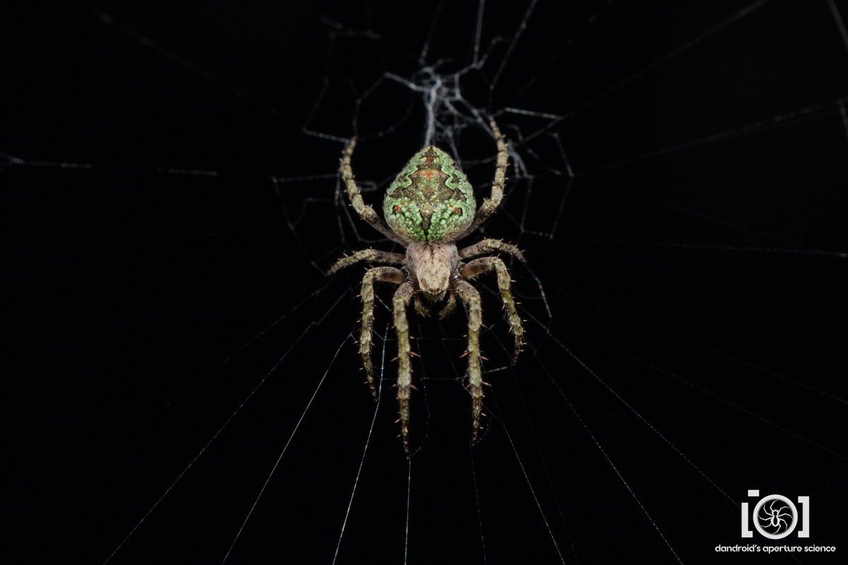 apsciencebydan's tweet photo. I also have fresh eustala booties for #Arachtober. Not anywhere close to as large as your argiopes and such, and less noticed, but damn are they gorgeous. 💚

9/30/22. N. Florida

(it was October somewhere) https://t.co/SwMcFR0Aln