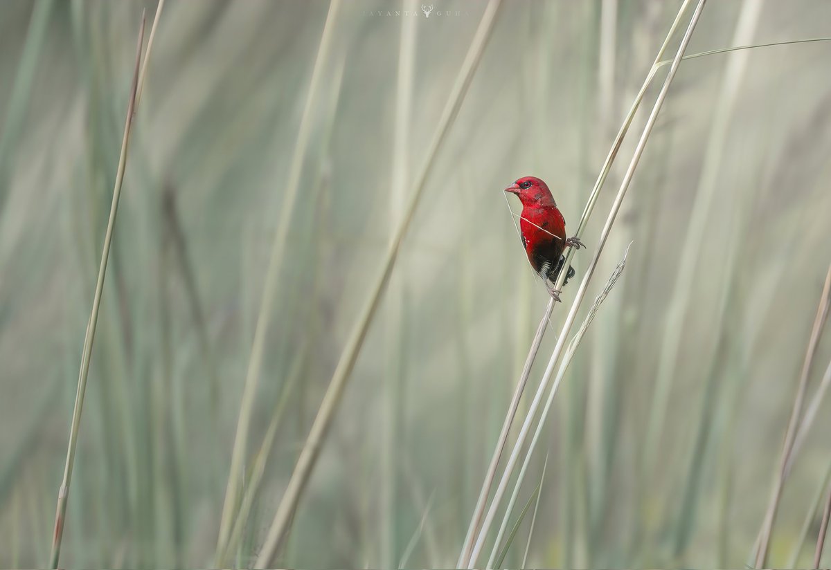ja_guha's tweet photo. Subha Maha Sashti, is the sixth day of Durga Puja where Devi Bodhon is done where the face of Devi Durga is unveiled.
#redmunia #natgeoindia
@NatGeo #birdslover #natgeo @NatGeoIndia @incredibleindia https://t.co/fj9Uz6HVTJ