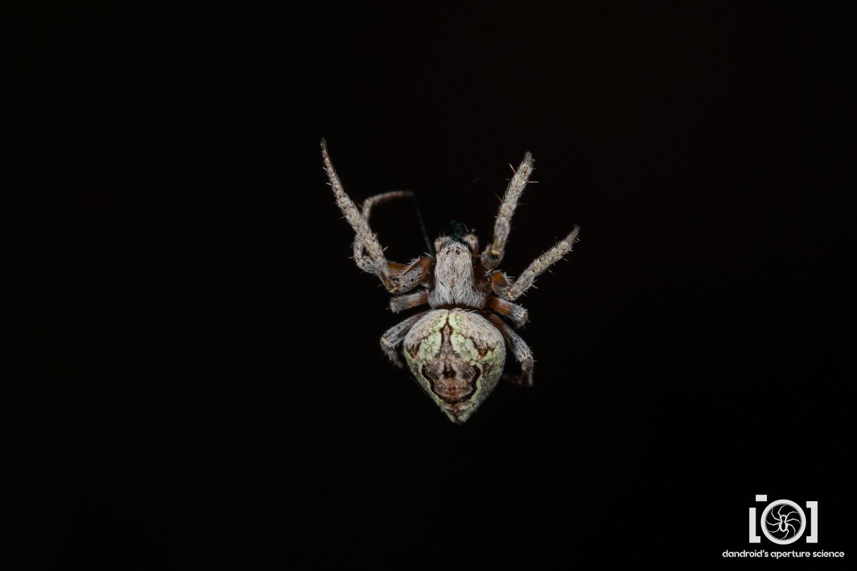 apsciencebydan's tweet photo. I also have fresh eustala booties for #Arachtober. Not anywhere close to as large as your argiopes and such, and less noticed, but damn are they gorgeous. 💚

9/30/22. N. Florida

(it was October somewhere) https://t.co/SwMcFR0Aln