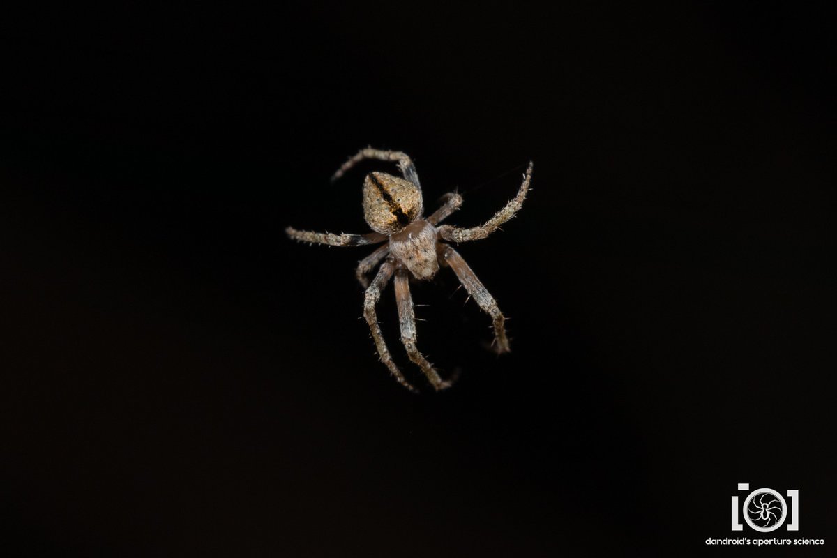 I also have fresh eustala booties for #Arachtober. Not anywhere close to as large as your argiopes and such, and less noticed, but damn are they gorgeous. 💚

9/30/22. N. Florida

(it was October somewhere)
