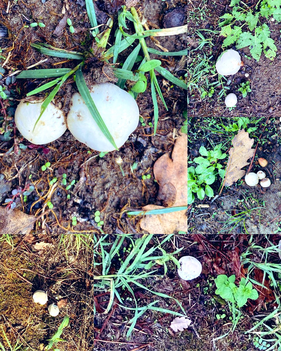 rossellaronconi's tweet photo. … uscire di casa dopo la pioggia e trovarmi in giardino di fronte alle mie prime vesce è veramente emozionante…
#campagna #autunno #vesce #natura #toscana #funghi https://t.co/QEEYVQs2pH