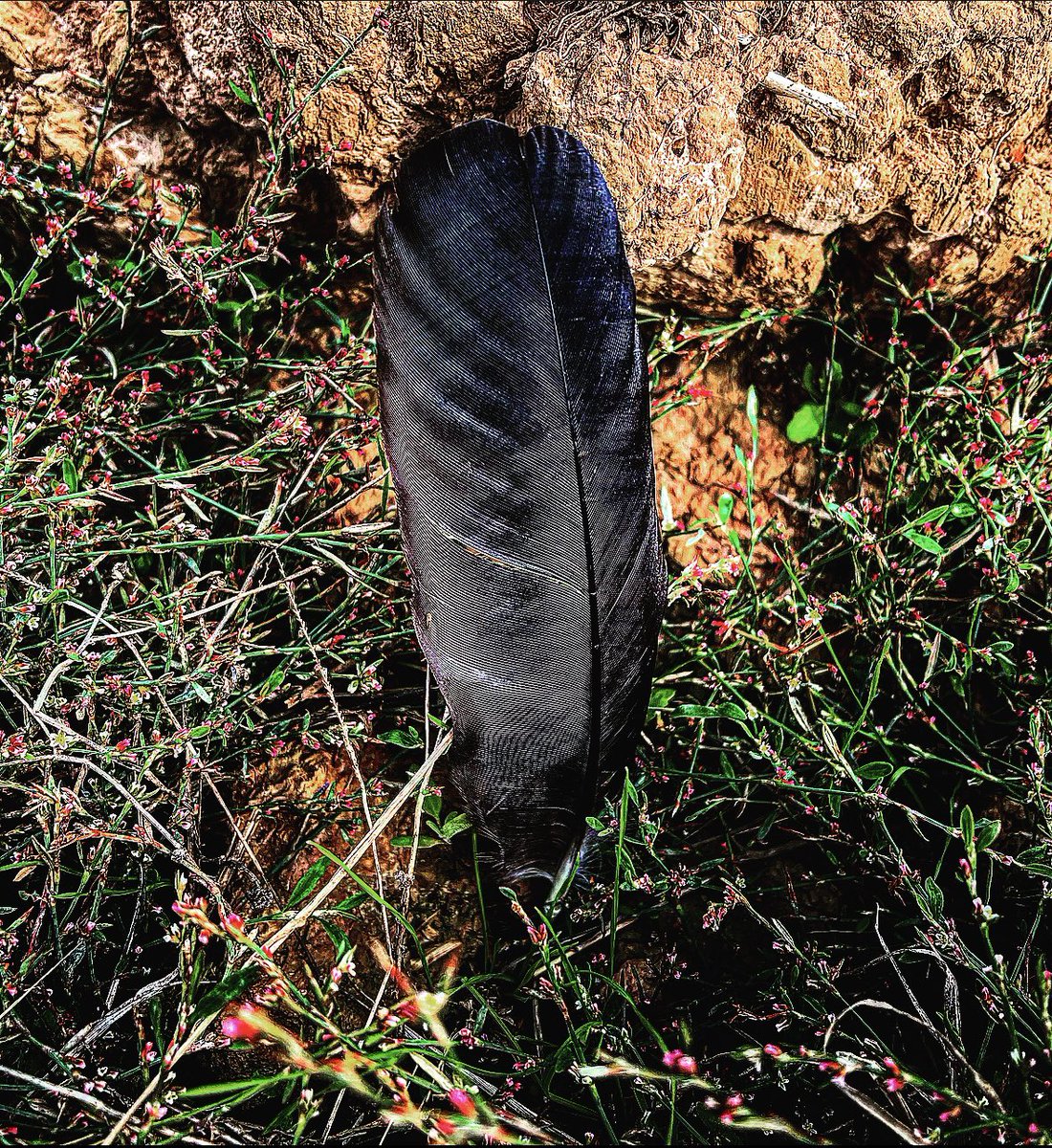 CaiserCrypto's tweet photo. A single feather on the ground…
A little trail to be found…
If you solely look to the floor…
You’ll miss the birds above you #CAW.
We’ve only just started our flight…
Look up, Look up &amp; $CAW with delight.
Crows are gathering, more &amp; more… 
Don’t be left staring at the floor. https://t.co/tl3YkrsX4U